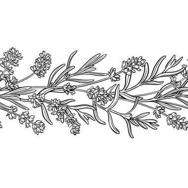 Çiçekli ve Yapraklı Lavanta Şubesi Yatay Şekilsiz Dış Hatlar. Kozmetik, spa, aromaterapi, sağlık ve alternatif tıp için temel yağ bileşeni. Tasarım veya dekorasyon için izole edilmiş vektör.