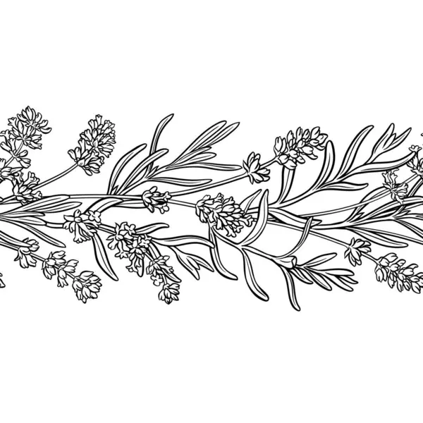 Çiçekli ve Yapraklı Lavanta Şubesi Yatay Şekilsiz Dış Hatlar. Kozmetik, spa, aromaterapi, sağlık ve alternatif tıp için temel yağ bileşeni. Tasarım veya dekorasyon için izole edilmiş vektör.