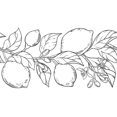 Çiçekler, Meyveler ve Yapraklar ile Limon Şubesi Yatay Kusursuz Desen. Organik doğal besin maddeleri, vejetaryen diyet ürünleri. Tasarım veya dekorasyon için izole edilmiş vektör.