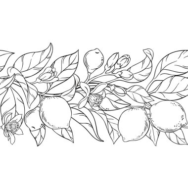 Çiçekli kireç dalı, meyveler ve yapraklar Yatay Özetle Kusursuz Desen. Organik doğal besin maddeleri, vejetaryen diyet ürünleri. Tasarım veya dekorasyon için izole edilmiş vektör.