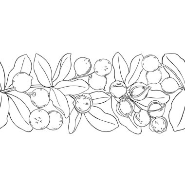 Çiçekler, Fındıklar ve Yapraklar ile Macadamia Branch Yatay Özetle Kusursuz Desen. Organik doğal besin maddeleri, vejetaryen diyet ürünleri. Tasarım veya dekorasyon için izole edilmiş vektör.