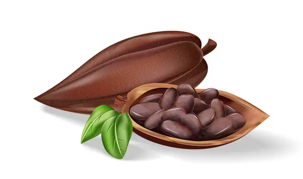 Frijol Cacao Sobre Fondo Blanco Ilustración Vectorial Realista Cerca — Vector de stock