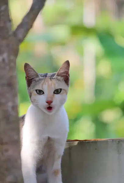 Şirin kedi portresi.