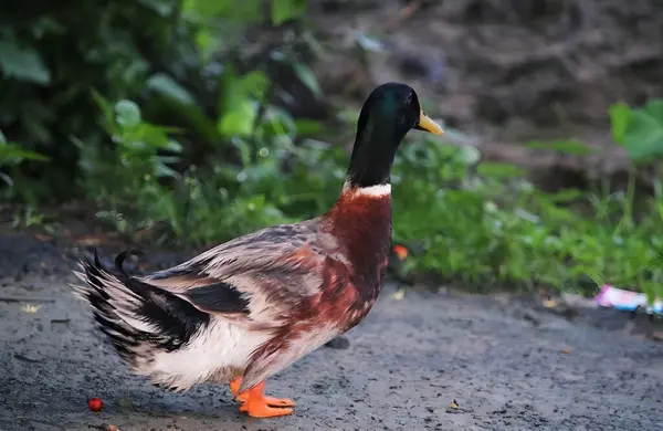 Parktaki yolda çoklu renkli ördek