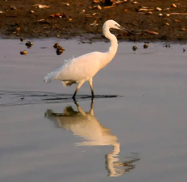 Beyaz Akbalıkçıl (egretta garzetta) Gölü 'nde.