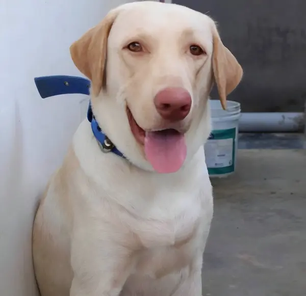 Açık krem ceketli ve kahverengi burunlu dost canlısı bir Labrador Retriever mavi yakalı olarak oturuyor. Köpek mutlu bir ifadeyle kameraya bakıyor, beton zeminde beyaz bir duvarın yanında oturuyor..