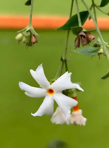 Beş taç yaprağı ve baş aşağı asılı sarı bir merkezi olan narin beyaz yasemin çiçeği. Arka plan yeşil ve turuncu bir bulanıklık, çiçekleri güzelleştiriyor.. 