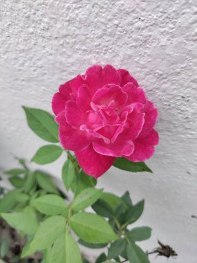 Katmanlı yapraklarla dolu canlı pembe bir gül desenli beyaz bir duvara doğru çiçek açar. Narin yeşil yapraklar, gülün zarafetini ve zamansız güzelliğini vurguluyor..