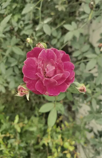 Çiçek açmış canlı bir kırmızı gül yemyeşil yapraklardan oluşan bir zemin üzerinde duruyor. Narin taç yaprakları hafifçe kıvrılmış, çiçeğin karmaşık katmanlarını sergiliyor. Çevredeki tomurcuklar, bahçenin doğal güzelliğine yeni çiçekler katıyor..