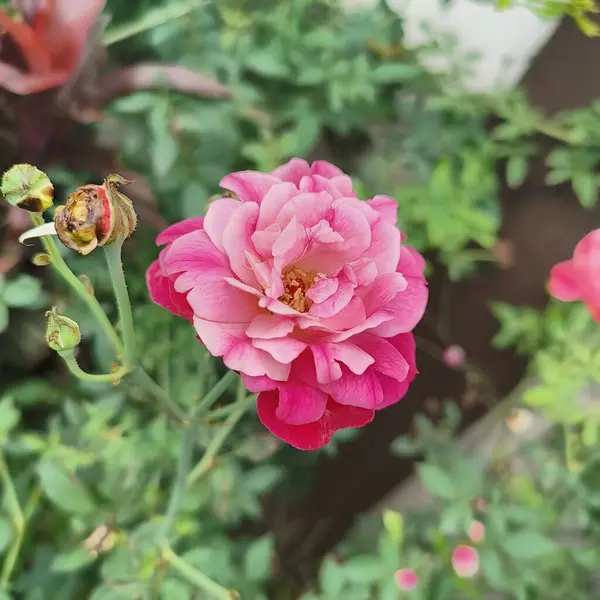 Pembe bir gülü yakından çek, yaprakları zarif katmanlı ve renkli olsun. Arka plandaki yeşil yapraklar yavaşça bulanıklaşır ve çiçeğin karmaşık detaylarına dikkat çeker..