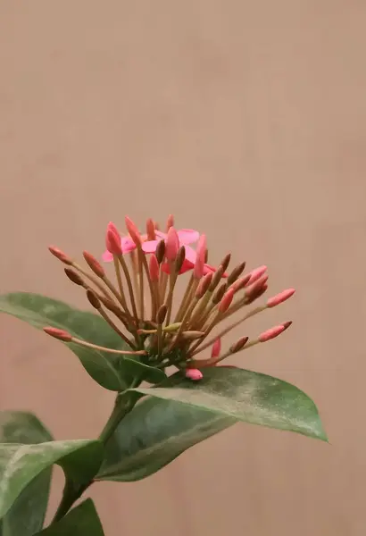 Yeşil bir yaprağın arka planında pembe bir çiçek var..