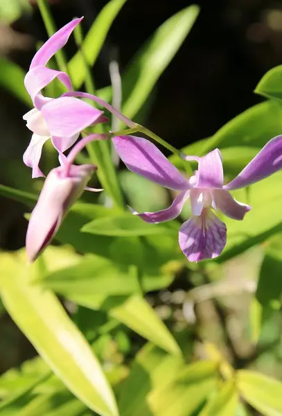 Güzel ışık Parkta mor çiçekler