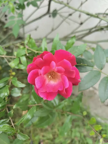 Çiçek açan pembe bir gülün ayrıntılı görüntüsü, yaprakları zarifçe açılır. Arka plandaki yemyeşil yeşillik, çiçeğin canlı rengini ve karmaşık yapısını vurgulayarak derinlik katıyor..