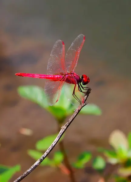 Canlı kırmızı bir yusufçuk ince bir dala tünemiş, şeffaf kanatları güneş ışığında parıldıyor. Geniş, bileşik gözleri parıldıyor ve uzun, ince vücudu yeşil yapraklara zıt düşüyor..