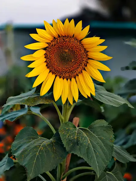 Tam çiçek açmış canlı bir ayçiçeği, altın sarısı yaprakları yoğun bir şekilde paketlenmiş, desenli kahverengi bir merkezin etrafına yayılıyor. Ayçiçeği, bulanık doğal bir arkaplan üzerine kurulmuş, geniş yeşil yapraklarla ayakta duruyor, doğal güzelliğin bir anını yakalıyor..