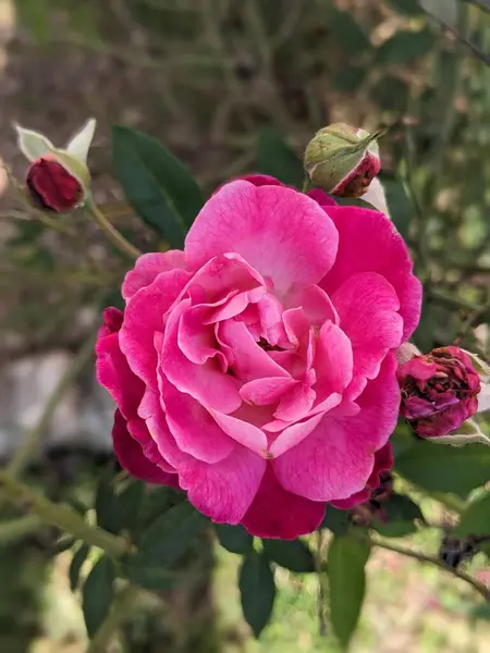 Büyümenin çeşitli aşamalarında gül tomurcuklarıyla çevrili büyüleyici pembe bir gül. Yaprakların narin tabakaları ve canlı renkler bunu yumuşak doğal bir arkaplana karşı büyüleyici bir çiçek portresi haline getiriyor..