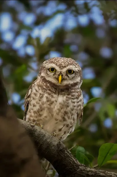 Benekli baykuş, doğal orman ortamındaki bir ağaç dalında tetikte bekliyor. Vahşi yaşam ve kuş izleme anlarının mükemmel bir temsili..