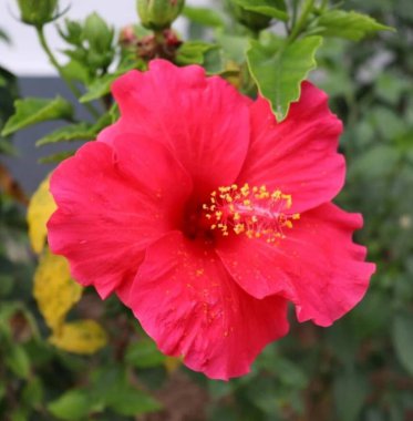 Canlı kırmızı bir amber çiçeği, doğal gün ışığında yetişiyor. Narin taç yapraklarını ve belirgin erkek organlarını sergiliyor..