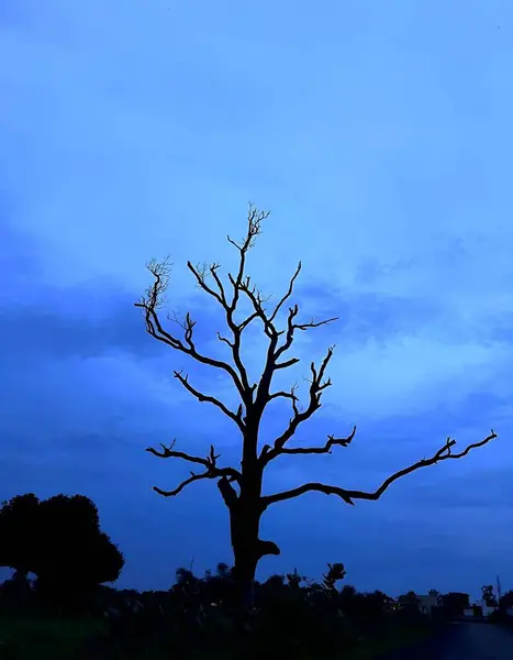 Akşamüstü gökyüzüne karşı siluetlenmiş yaprakları olmayan yalnız bir ağacın kasvetli mavi alacakaranlık görüntüsü..