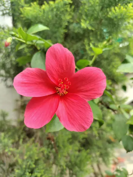 Doğal çevrede, botanik veya sağlık teması için ideal 2 adet pembe amber çiçeğinin yakın plan görüntüsü.