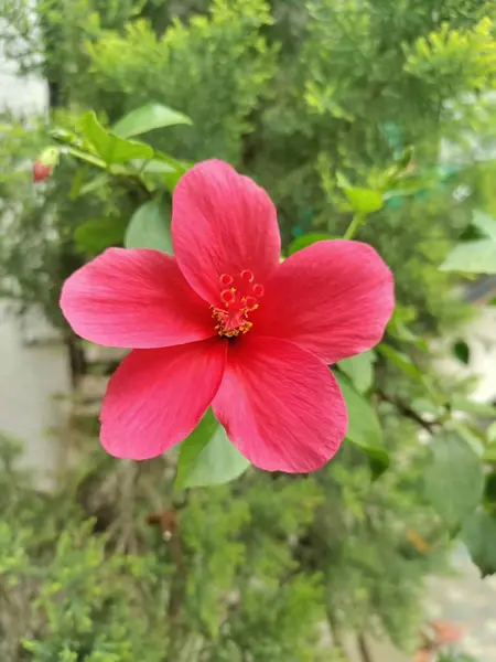 Doğal çevrede, botanik veya sağlık teması için ideal 2 adet pembe amber çiçeğinin yakın plan görüntüsü.