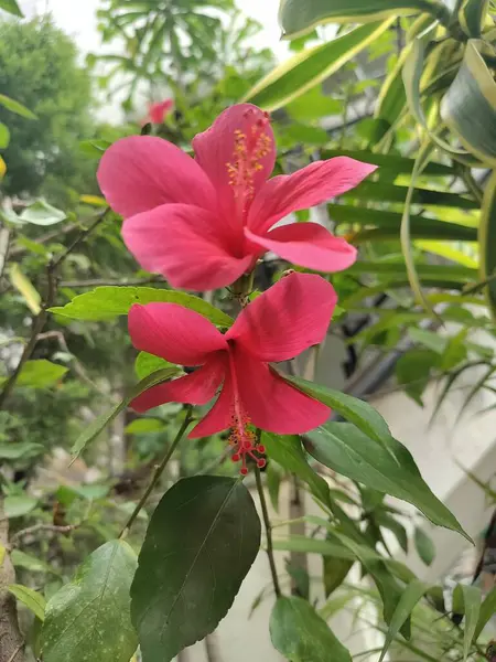 Doğal çevrede, botanik veya sağlık teması için ideal 2 adet pembe amber çiçeğinin yakın plan görüntüsü.