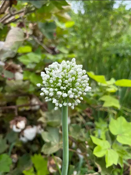 Küresel beyaz tomurcukları ve yeşil arka planı olan bir soğan çiçeğinin yüksek kaliteli makro görüntüsü. Tarım, doğal ve botanik kullanımına uygundur.