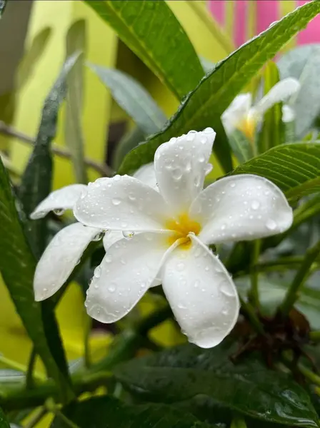 Su damlacıklarıyla kaplı beyaz bir plumeria çiçeğinin çarpıcı makro fotoğrafı, doğal, tropikal veya spa teması için idealdir..