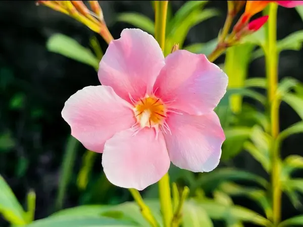 Pembe zakkum çiçeğinin yüksek çözünürlüklü yakın çekimi zengin renklerde ve doğal arka planda. Çiçek ve doğa kavramları için mükemmel..