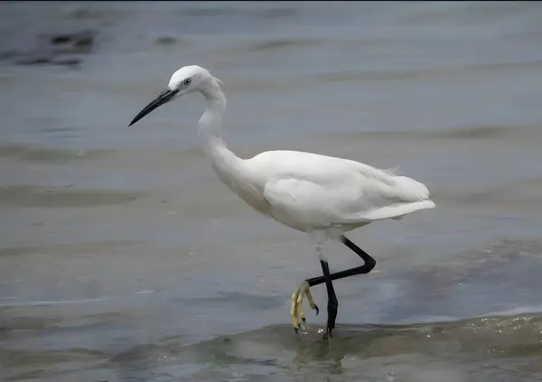 Kıyıdaki sığ sularda yürüyen beyaz bir balıkçıl içeren yüksek kaliteli bir vahşi yaşam fotoğrafı. Doğal gün ışığında yakalandığında, zarafet ve sükuneti yansıtır..