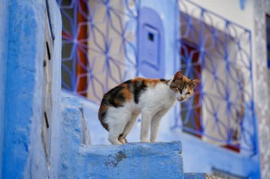 Sevimli beyaz, siyah, kırmızı, renkli kedi mavi taş merdivenlerde duruyor, mavi arka planda. Şef, Fas, Eylül 2023.