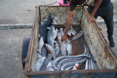 Taze balık arabası. Eylül 2023 'te Essaouira, Fas' taki yerel bir balık pazarında çeşitli ölü balıklar satışa sunuldu..