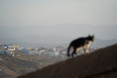 Arka planda şehir manzarası olan taş duvarda yürüyen küçük siyah beyaz kedinin bulanık silueti. Şef, Fas, Eylül 2023.