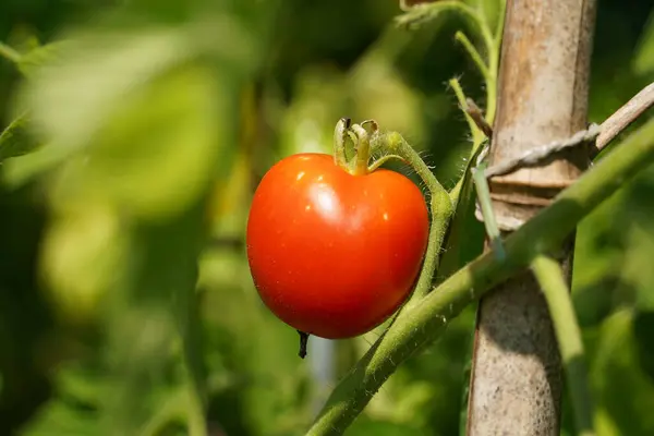 stock image Red ripe tomatoes hanging down from green tomatoe plants in a garden.