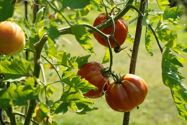 stock image Red ripe tomatoes hanging down from green tomatoe plants in a garden.