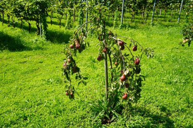 Yeşil arka planda kırmızı olgun armutları olan küçük armut ağacı. İsviçre, Ağustos 2024.