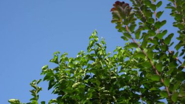 Mavi gökyüzünün önünde rüzgarda usulca hareket eden bir ağacın yeşil yaprakları. İsviçre, Ağustos 2024. 4K Video Görüntüsü.