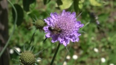 Pembe bir çiçekte nektar toplayan altın bal arısının makro videosunu kapat. Tozlaşma. FullHD görüntü. İsviçre, Mayıs 2022.