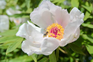 Uçan bal arısının beyaz çiçekten nektar ve polen topladığı makro pozu. 2024