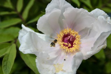 Uçan bal arısının beyaz çiçekten nektar ve polen topladığı makro pozu. 2024