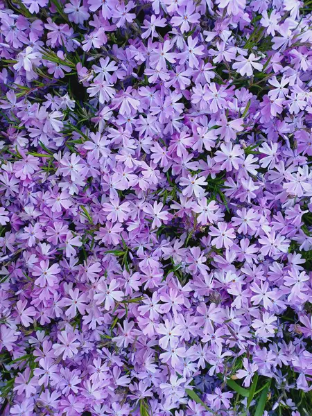 Phlox çiçekleri kapanıyor. Bahar, yaz çiçekleri foto. Küçük menekşe çiçekleri.