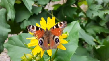 Açık Kanatlı Tavuskuşu Kelebeği Lush Green Garden 'daki Sarı Yaban Çiçeği' nde Sunny Summer Day Close-Up sırasında oturuyor. Video