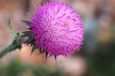 Mor devedikeni kapat.