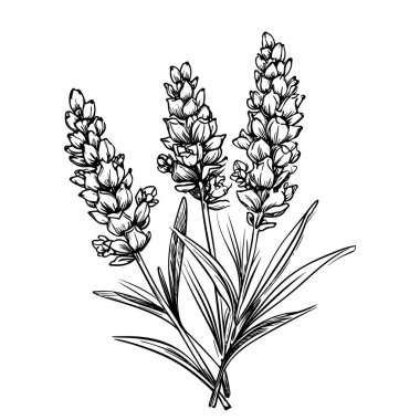 Lavanta çiçekleri. El çizimi vektör çizimi. İşlenmiş biçim.