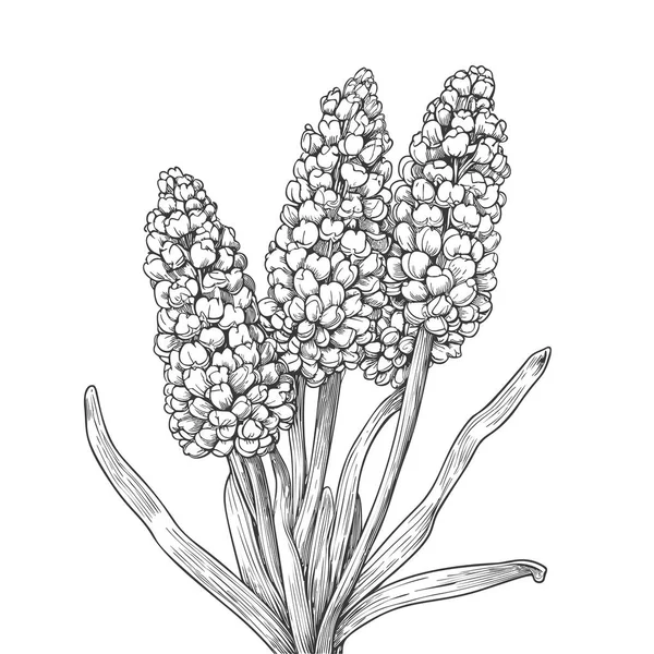白地に孤立した手描きのムスカリの花 下絵風のベクターイラスト — ストックベクタ