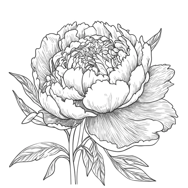 Ručně Kreslený Pivoňkový Květ Izolovaný Bílém Pozadí Vektorová Ilustrace Stylu — Stockový vektor