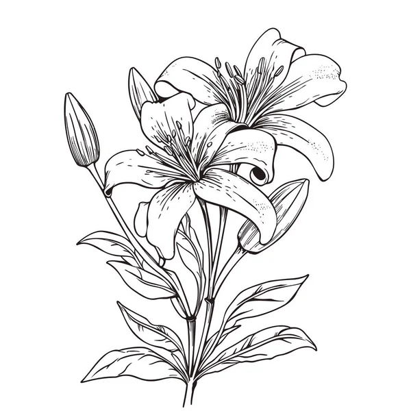 Belle Fleur Lys Isolée Sur Fond Blanc Illustration Dessinée Main — Image vectorielle