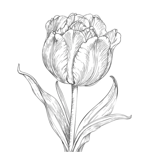 Tulpenblüte Handgezeichnete Vektordarstellung Isoliert Auf Weißem Hintergrund — Stockvektor