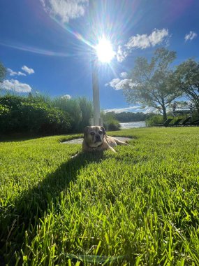 Avluda güzel bir puggle manzarası