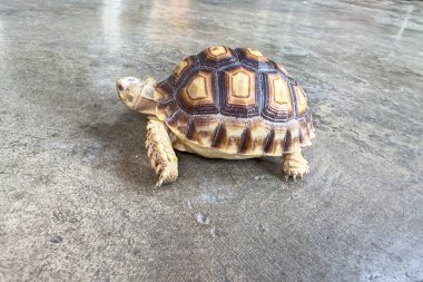Beton yüzeyde desenli kabuğu olan Afrika kaplumbağası, benzersiz özelliklerini ve dokularını sergiliyor.